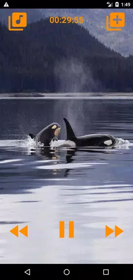 Schermata Whales songs to sleep 1