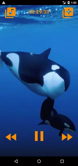 Schermata Whales songs to sleep 3