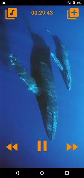Schermata Whales songs to sleep 2