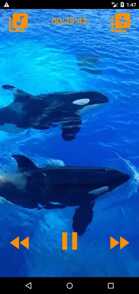 Schermata Whales songs to sleep 0